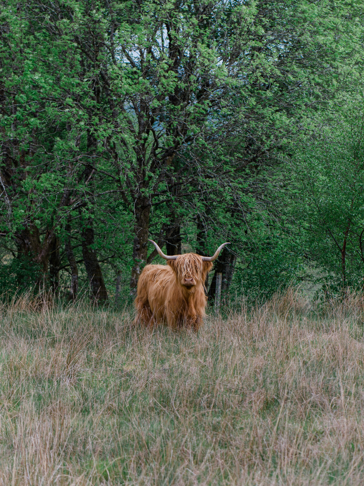 scotland6