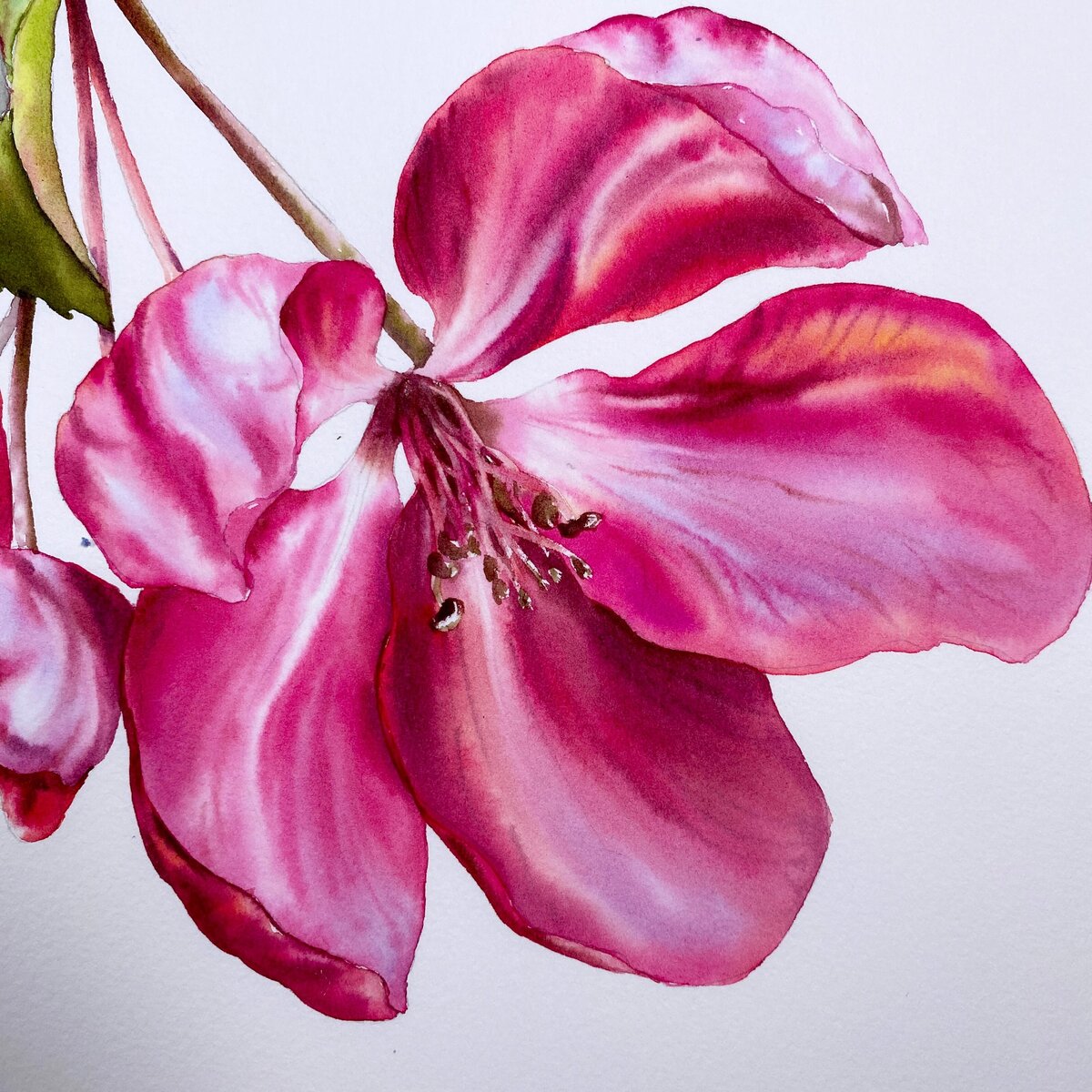 watercolor-pink-petals