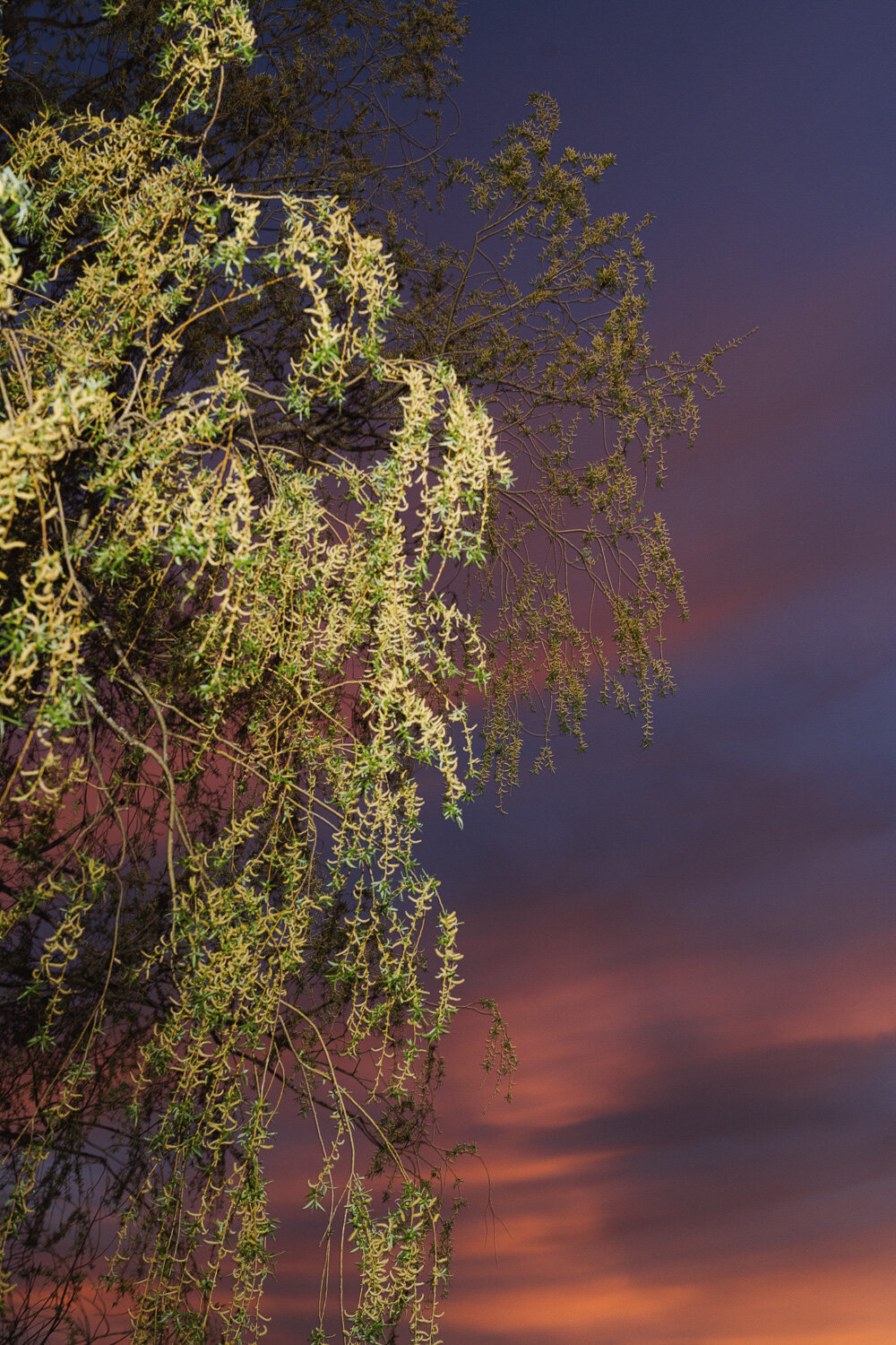 wildflower-web--105
