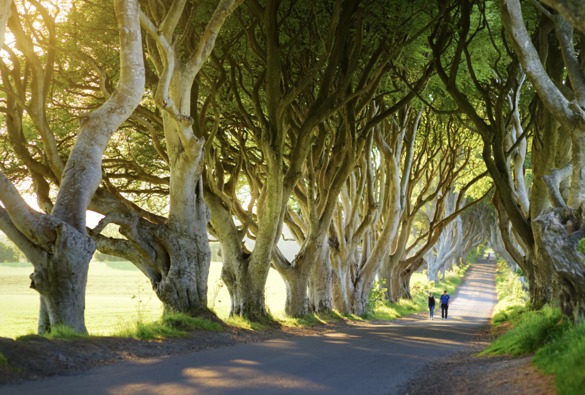 Waterstone - Fitzwilliam Hotel - Belfast - Luxury Boutique Hotel - Screenshot 2024-06-07 at 2.35.20 PM
