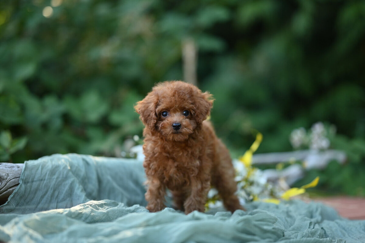 Heavenly Puppies to Love Cavapoo, Cockapoo, and Maltipoo Puppies Photo Jul 20 2025, 7 16 47 PM307