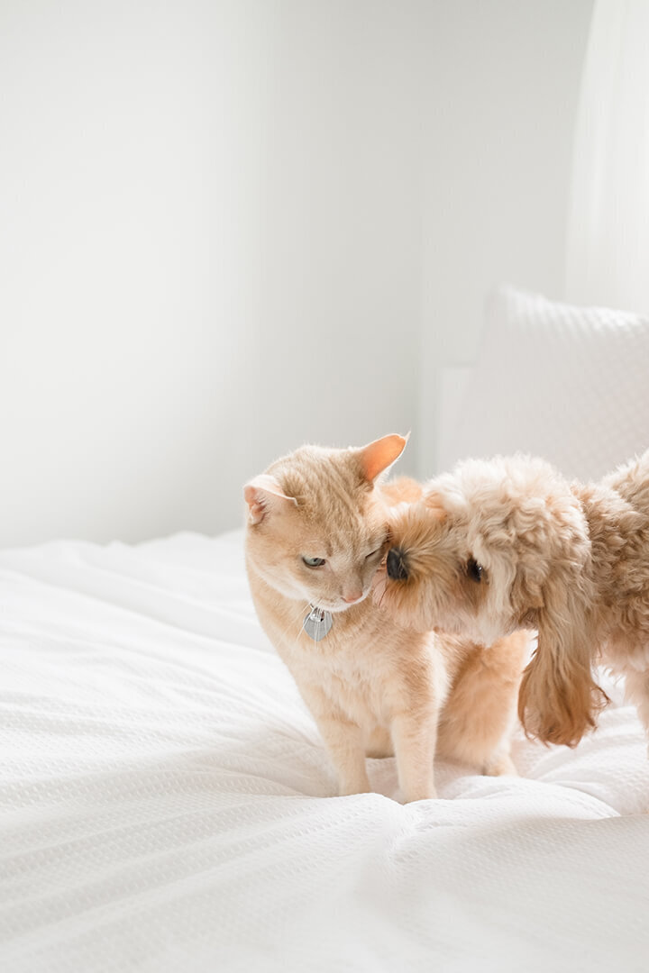 Ginger cat and toy poodle kissing during Gold Coast maternity photography session by Hikari photography