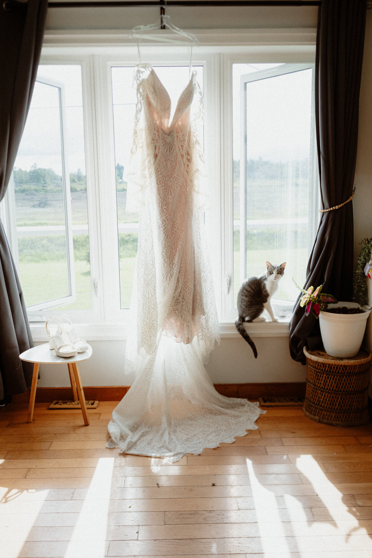 wedding-dress-hanging-in-a-wondow-with-a-cat-beside-it-1