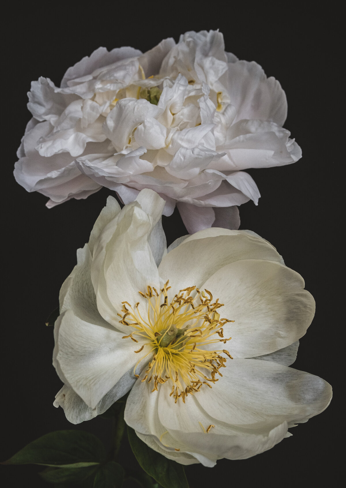 In Praise of Peonies