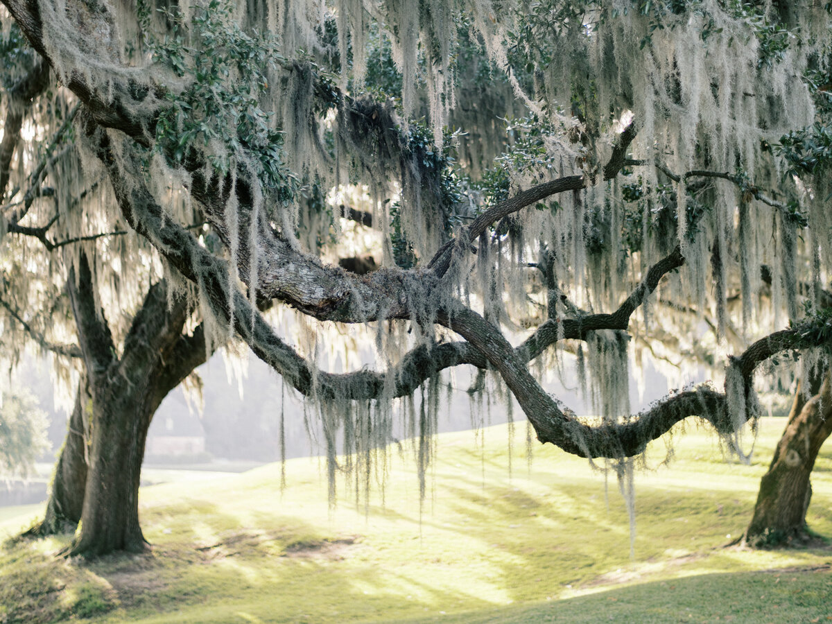Middleton Place Spanish Moss Live Oaks Charleston SC Philip Casey Photography