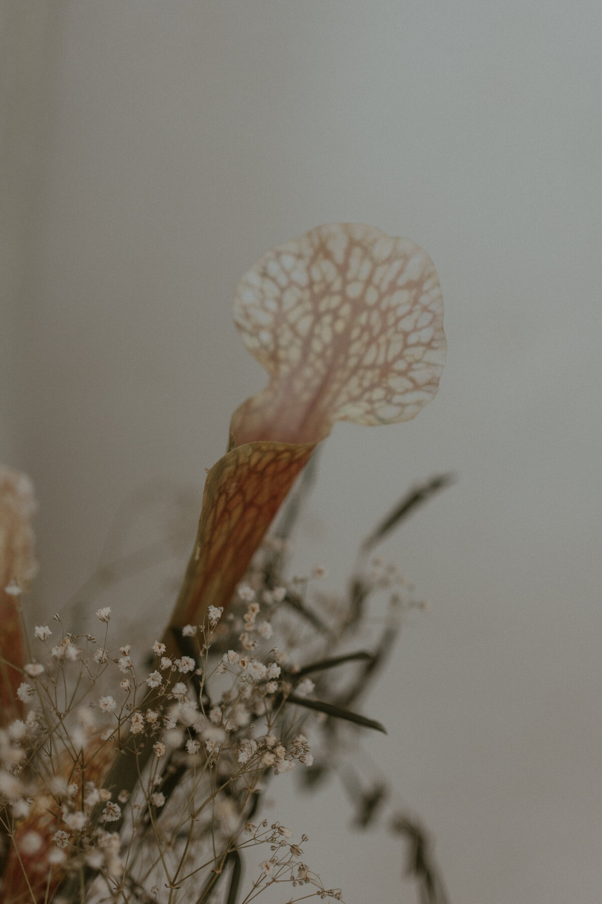 stefaniedewelphotographyIII-5