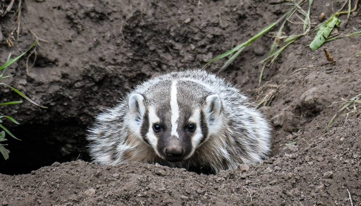 Badger