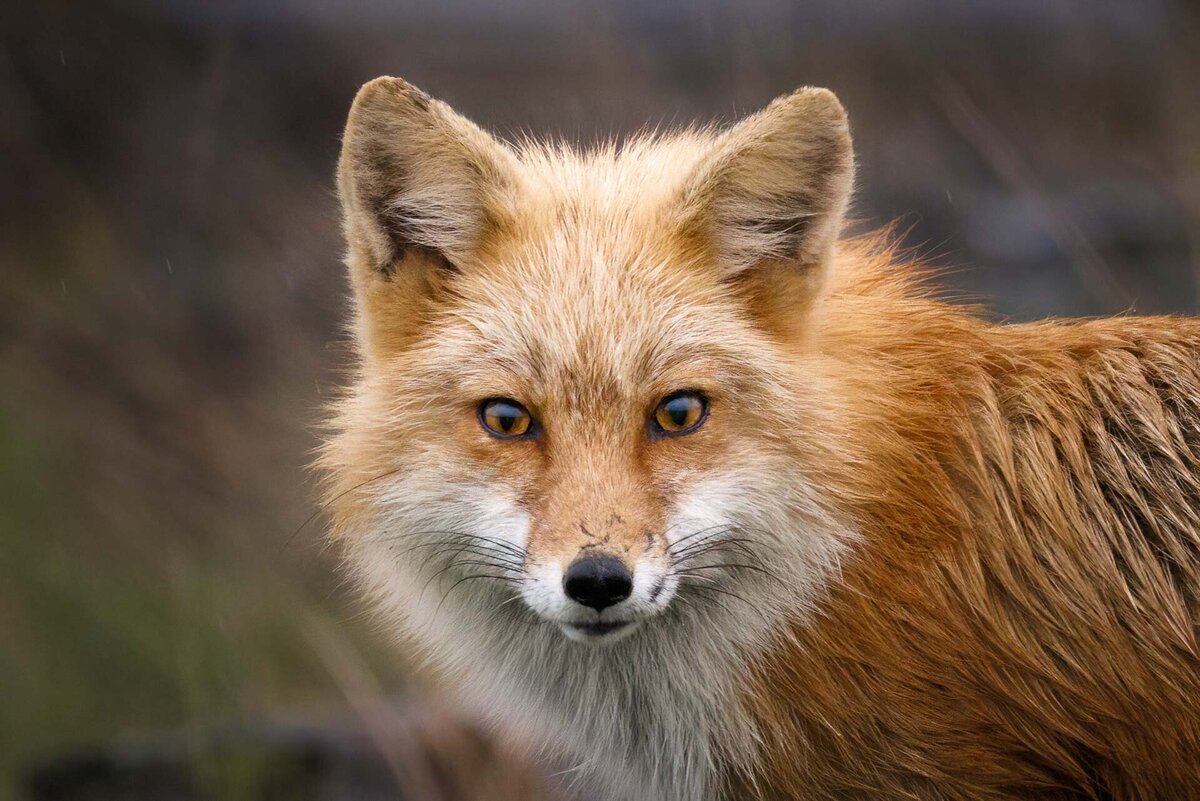 000000-1088-wildlife_Flynn_N-fox-vixen-9294-035_HM_HM