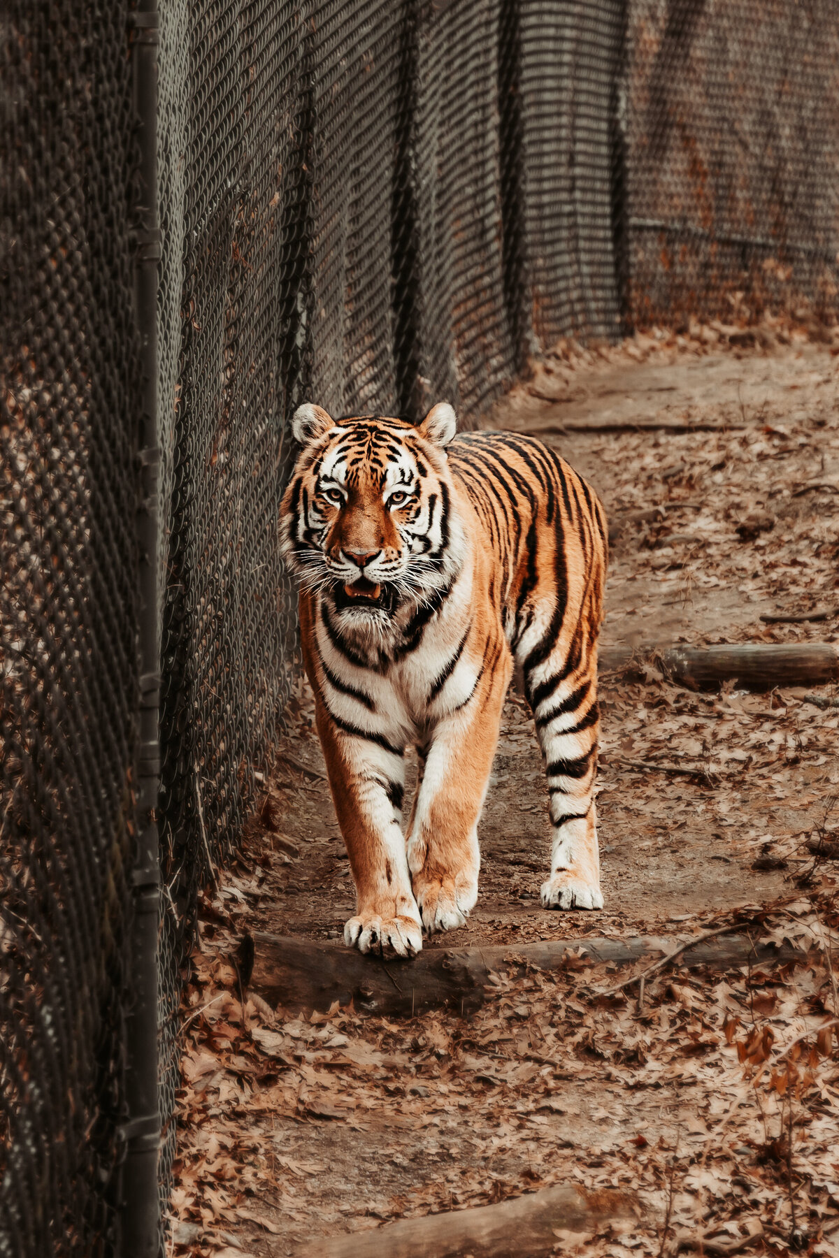 Amur Tiger