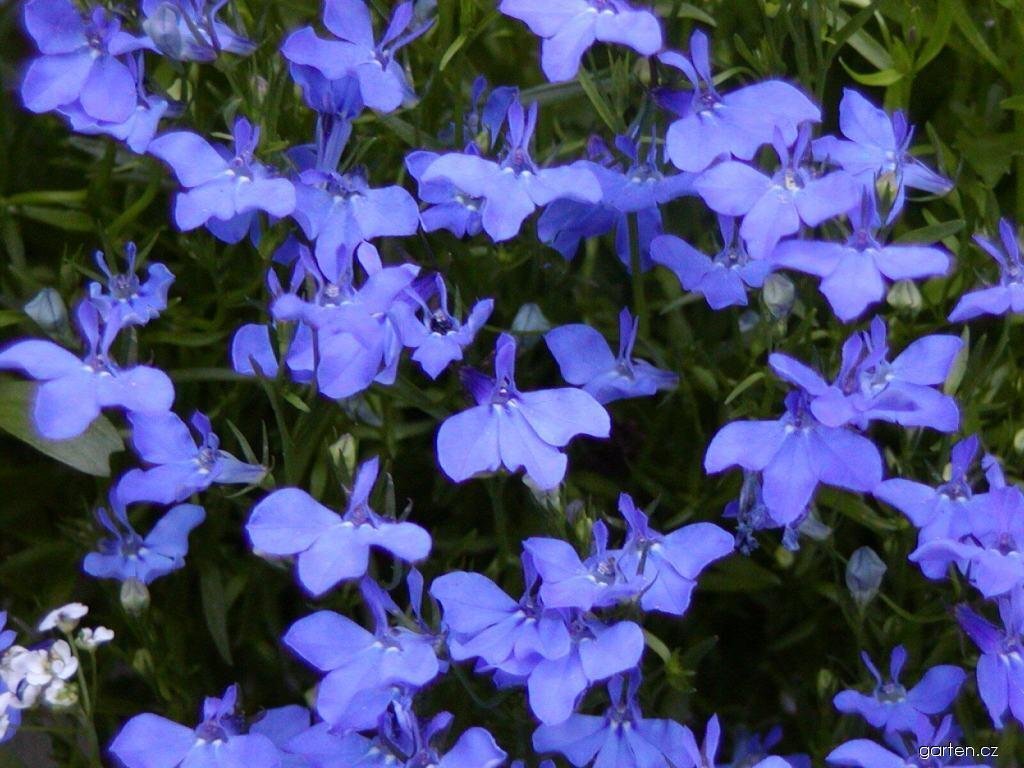 25794-lobelia-erinus-crystal-palace-00493-020811-357497