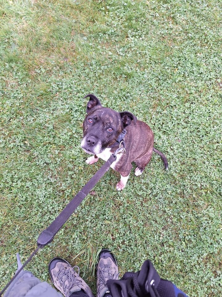 Staffie