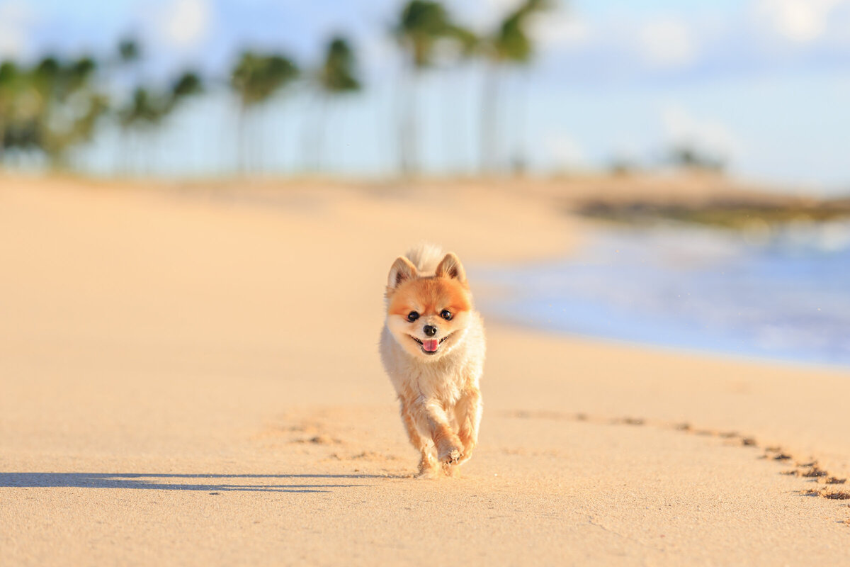 Hawaii Senior Dog Photography-27