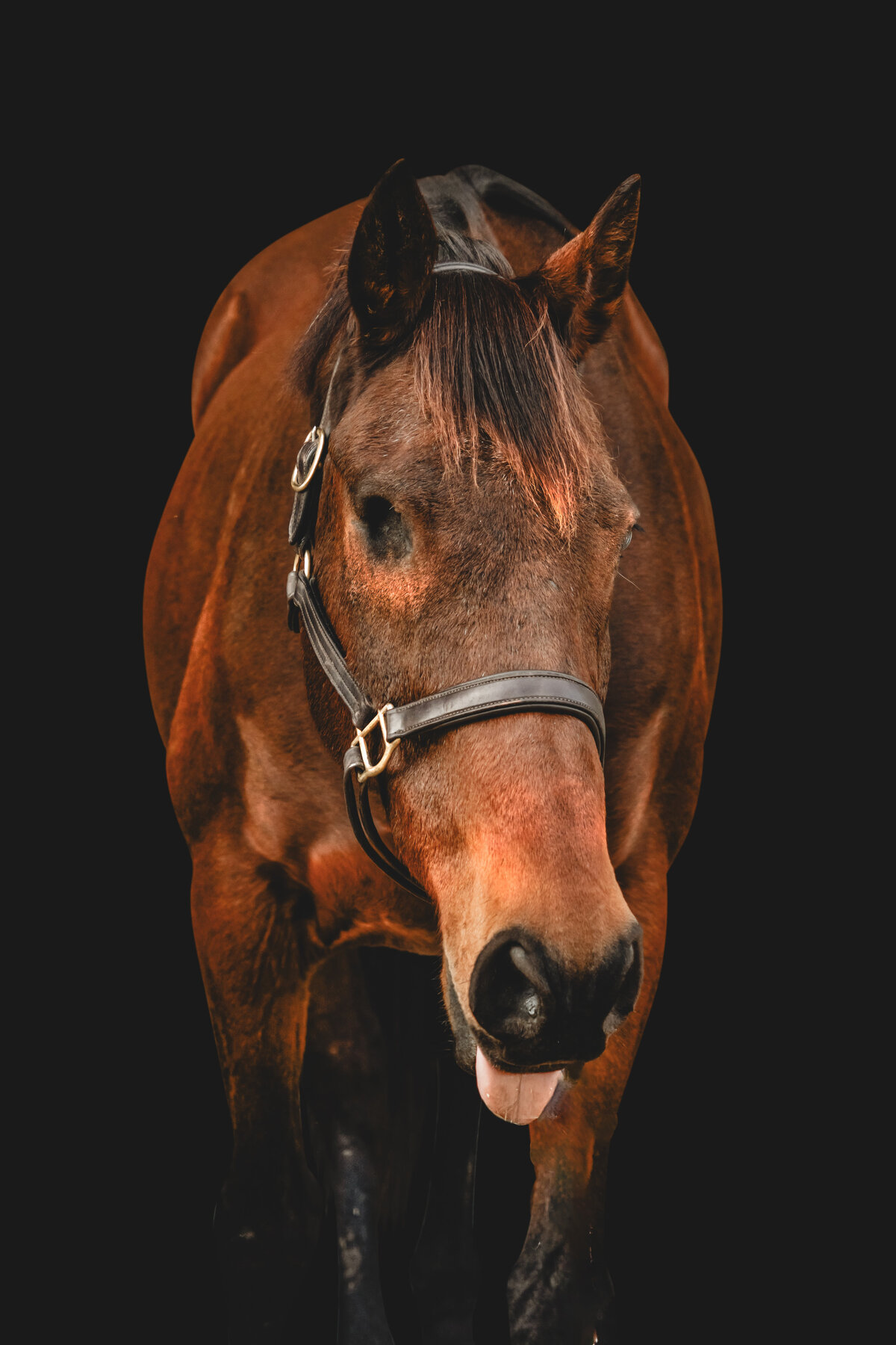 Casey | Black Background Horse Photography  | JGP Equine-2