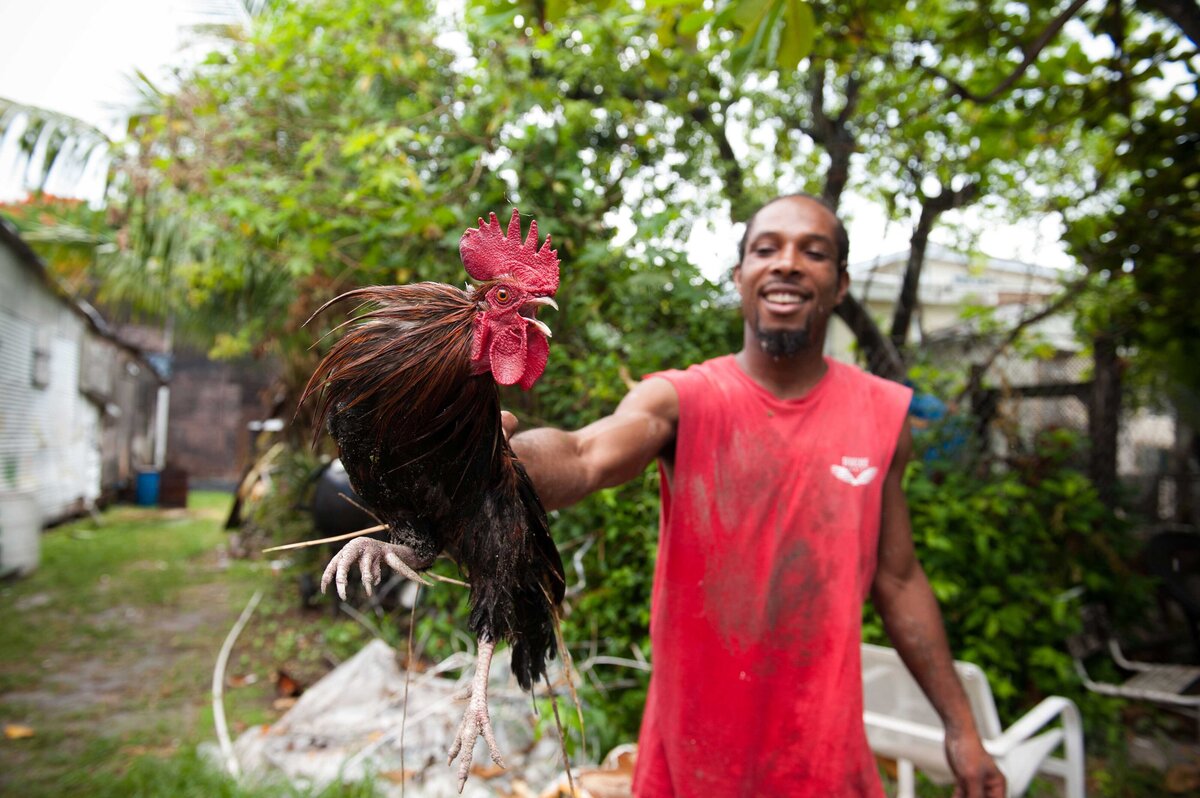 A brown rooster is held by a local resident of Harbour Island in the Bahamas