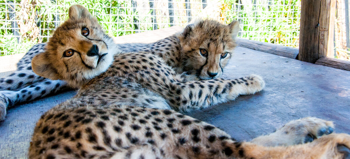 SA (426 of 1042)