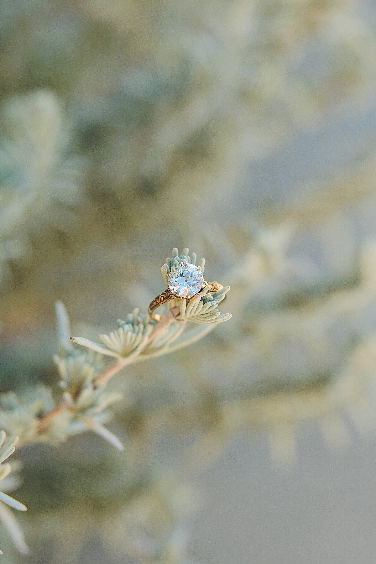 Engagement_LeonessWinery_Temecula_SoCal_0041