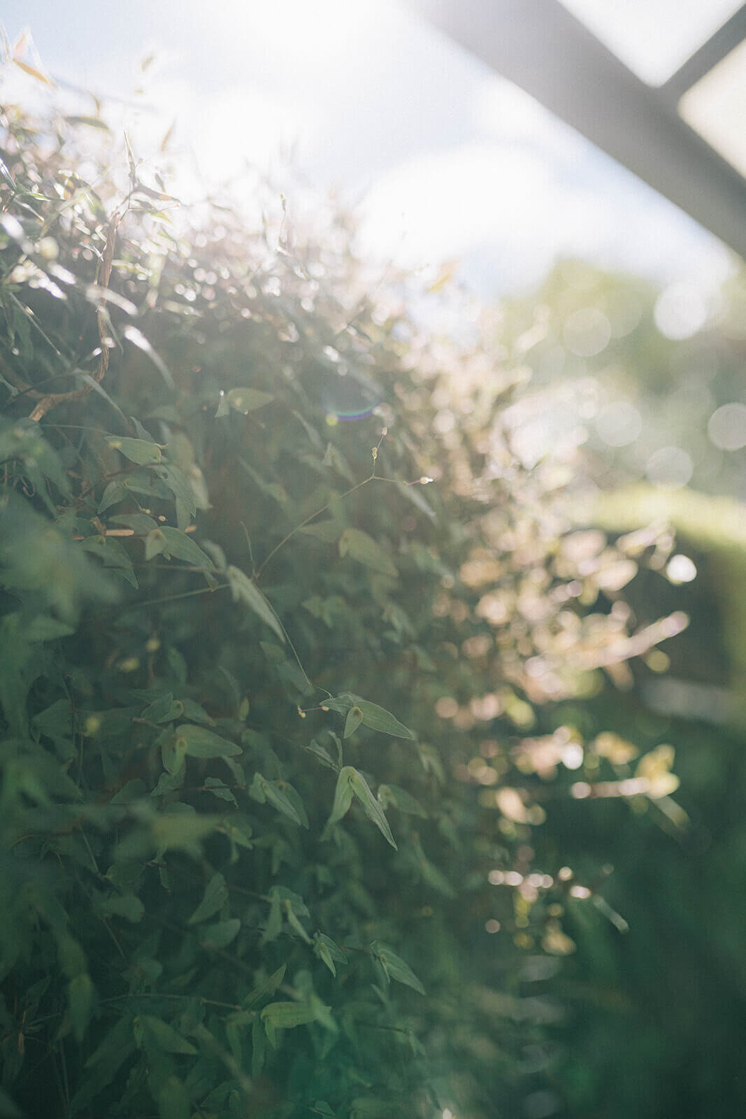 Inner-west-home-backyard-2
