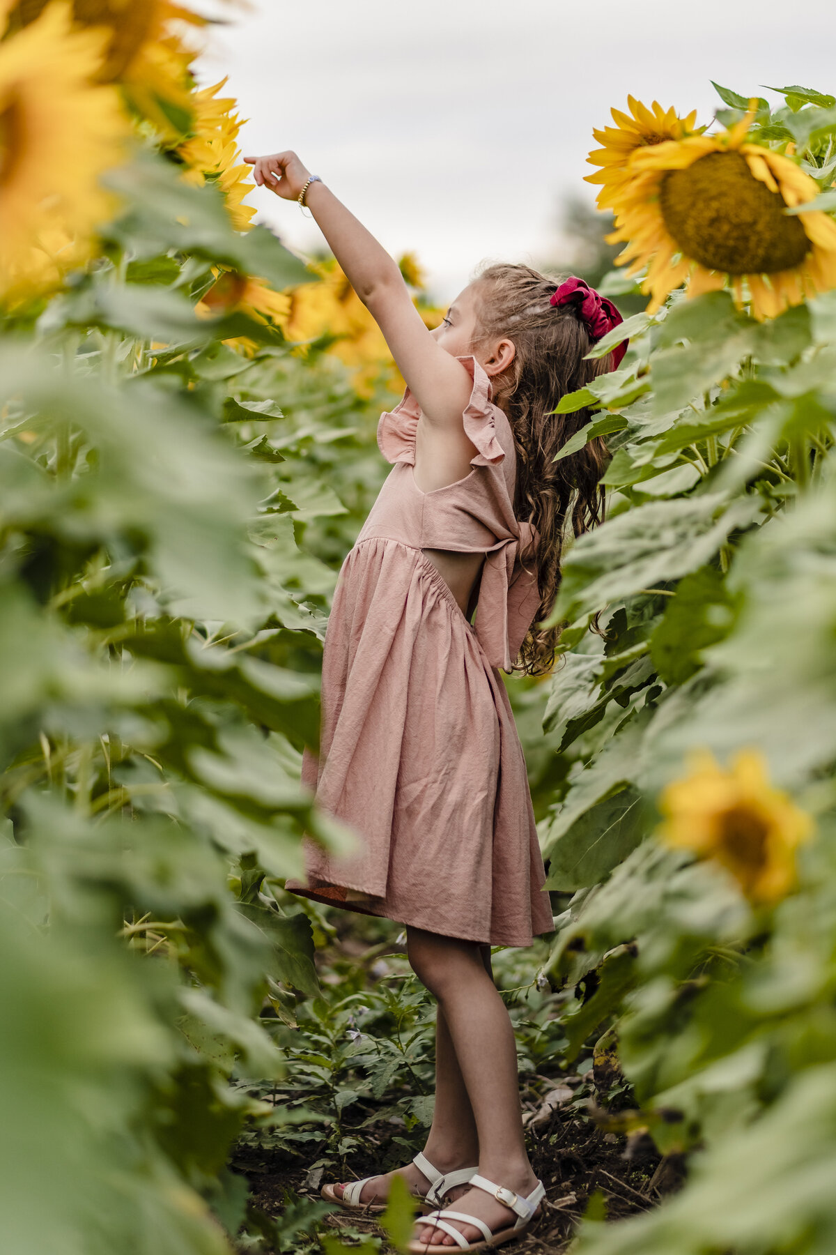 sussex country sunflower maze family photographs (17)