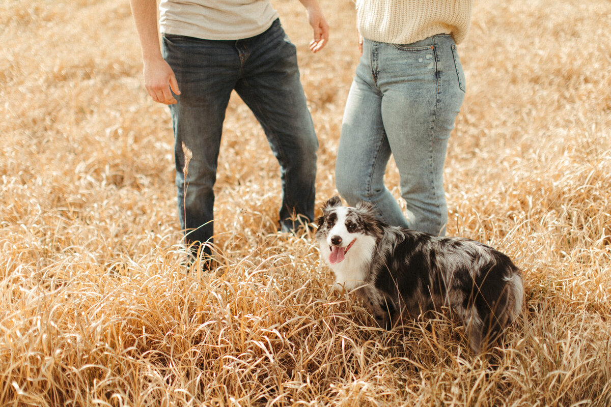 Couple's dog playing with them in a field during their engagement session