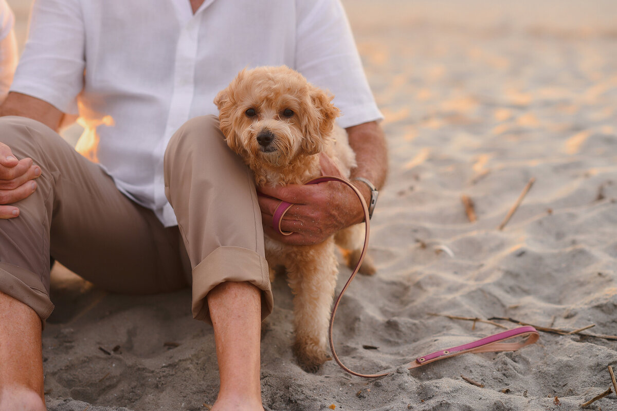 Pet Portraits in Charleston, South Carolina.