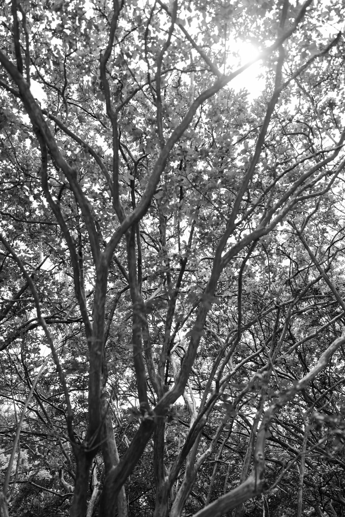 25033_0308_bw
