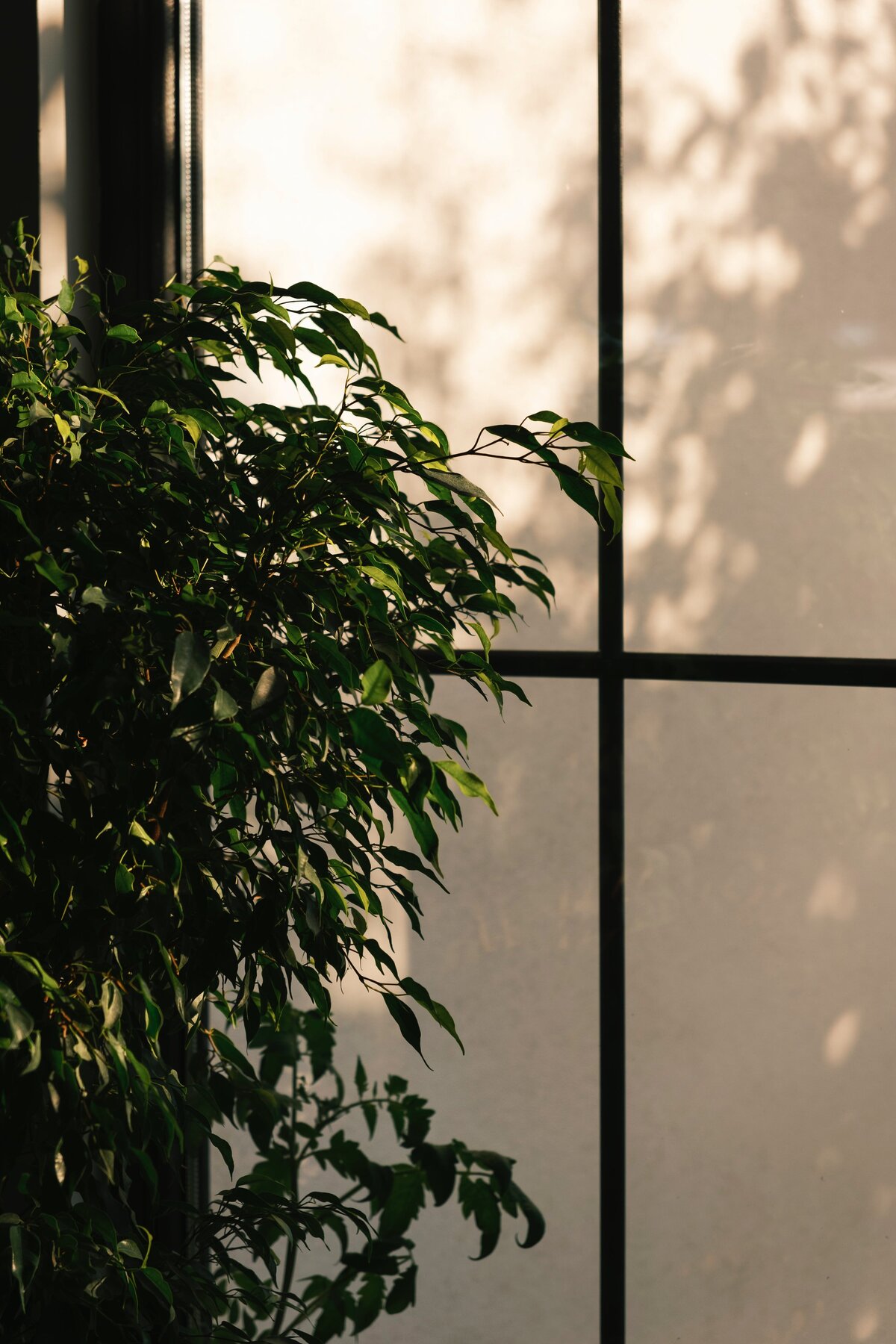 pexels-orhan-pergel-17365299