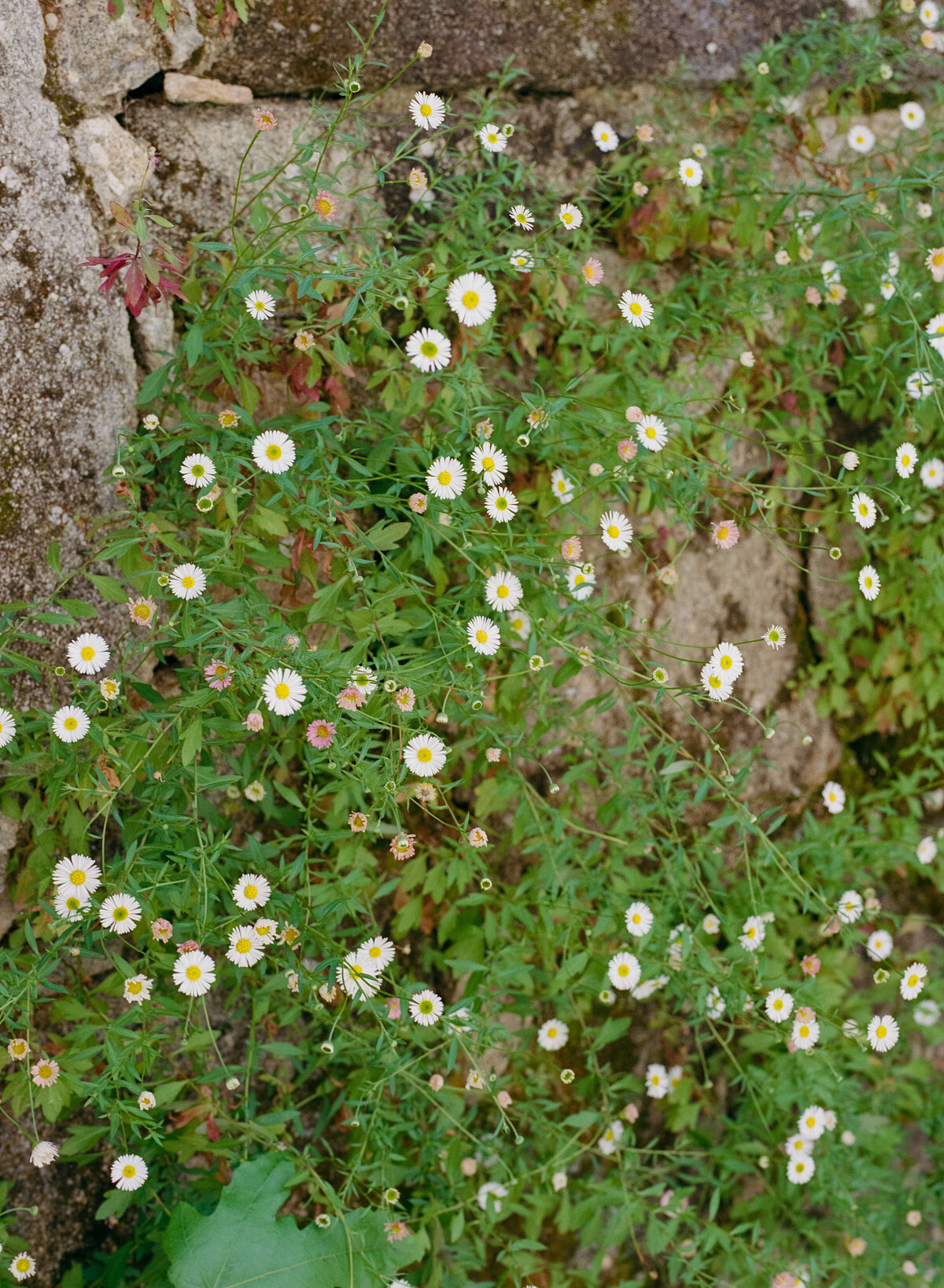 Solar-da-Levada-Braga-Portugal-10