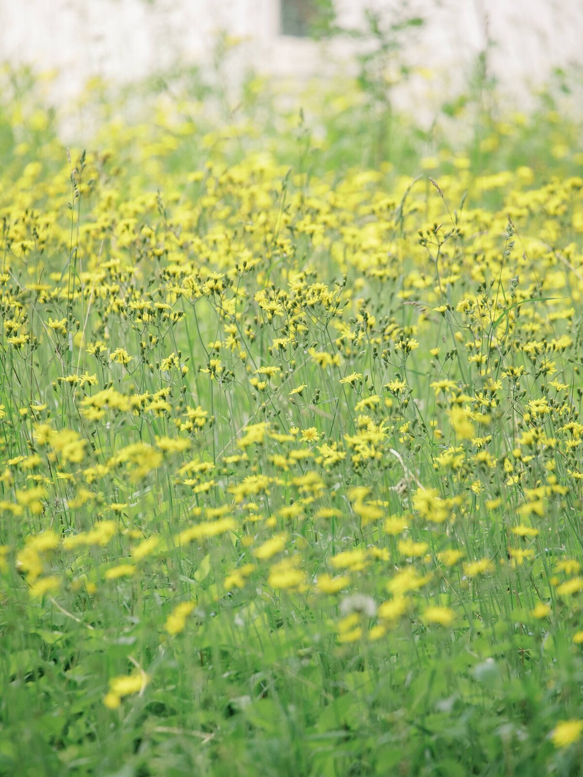 Mackinac Island wildflowers