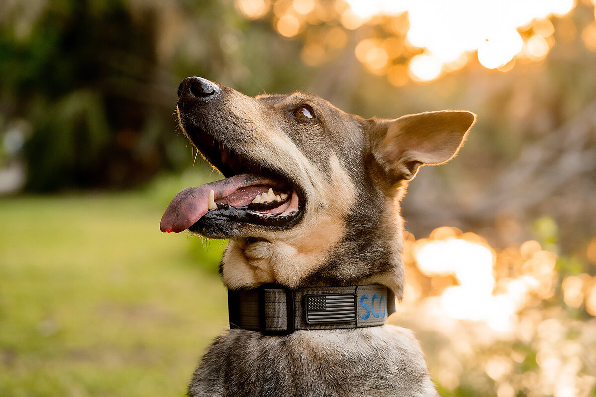 New Orleans Pet Photographer 26