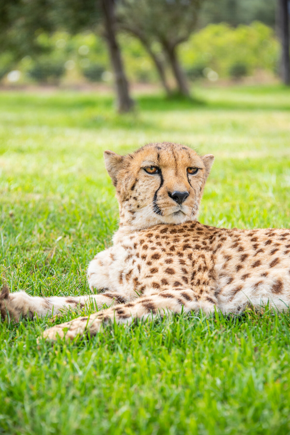 cheetah