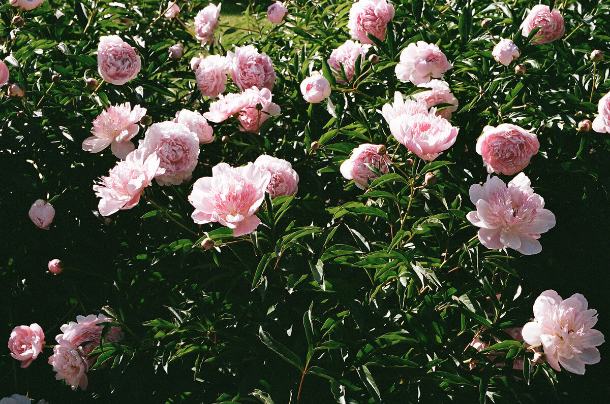minnesota peonies on film