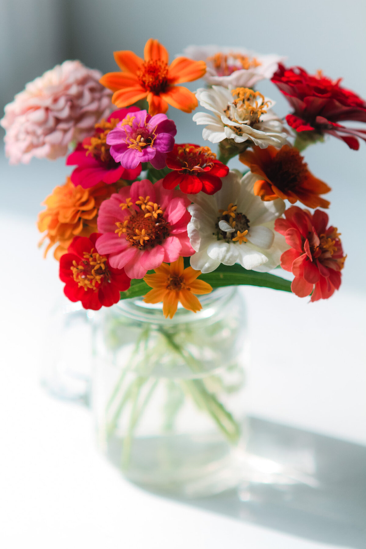 zinnias-thumbelina-garden-flowers-mixed-colors