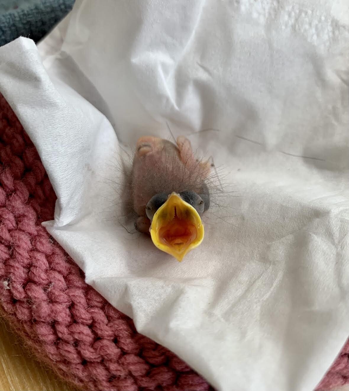 Nestling Carolina Wren