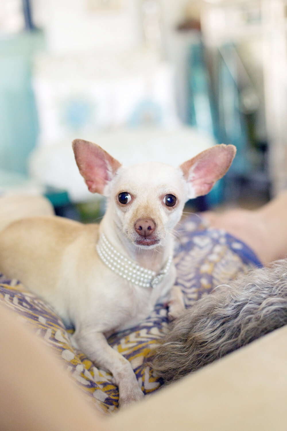 Chihuahua-Tina-Turner-Ponte-Vedra-Beach.jpg.