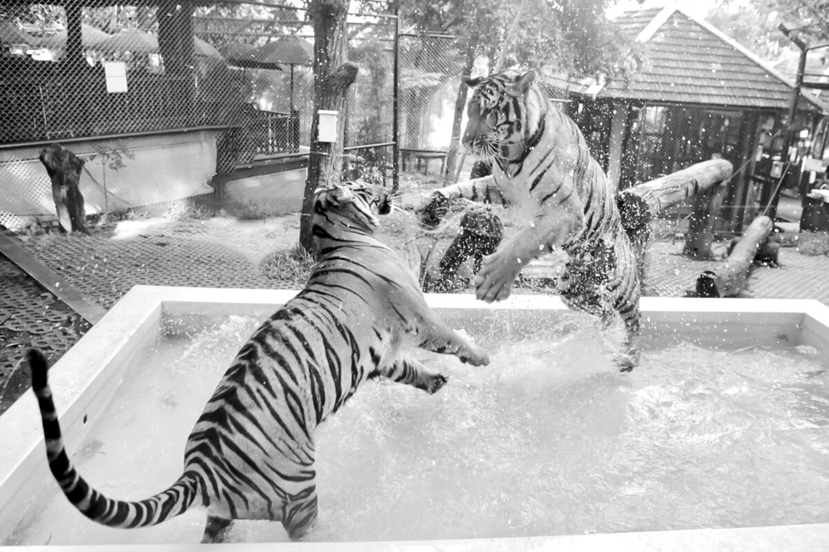 2017July-ChiangMai-Phuket-Thailand-0837-bw