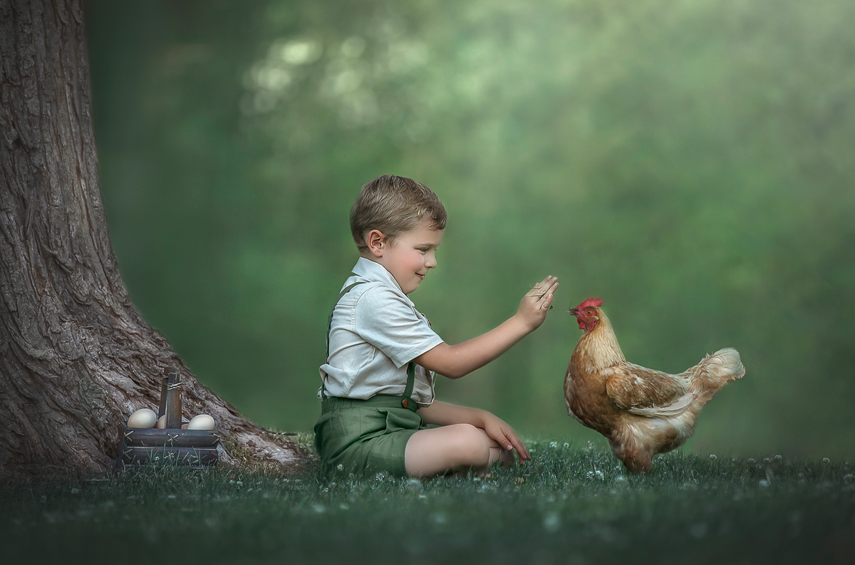 Young boy feeding his chicken during an outdoor photo session in Ottawa Ontario with Photographer Sonia Gourlie