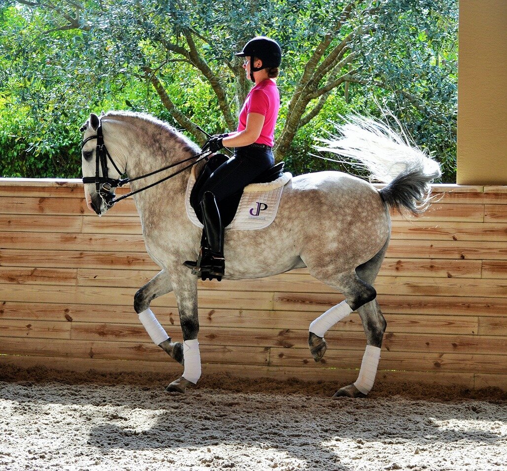 jessie-paine-jp-dressage-8