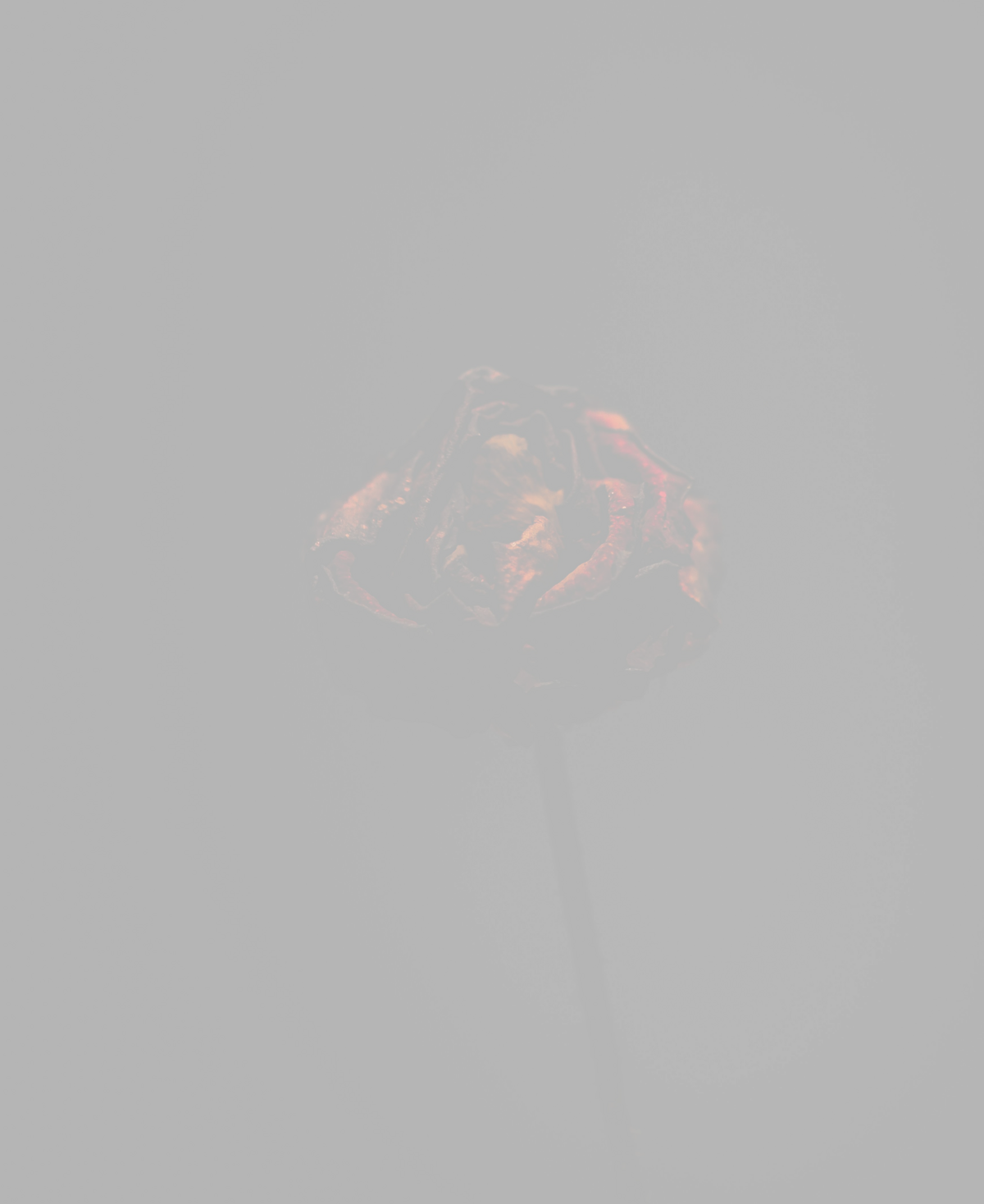 Dark red rose