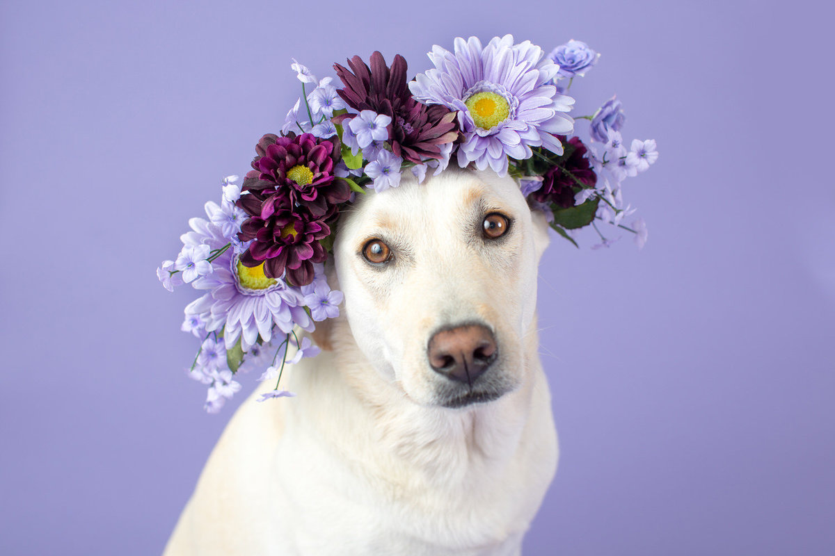 pet-photos-myrtle-beach-1500_046