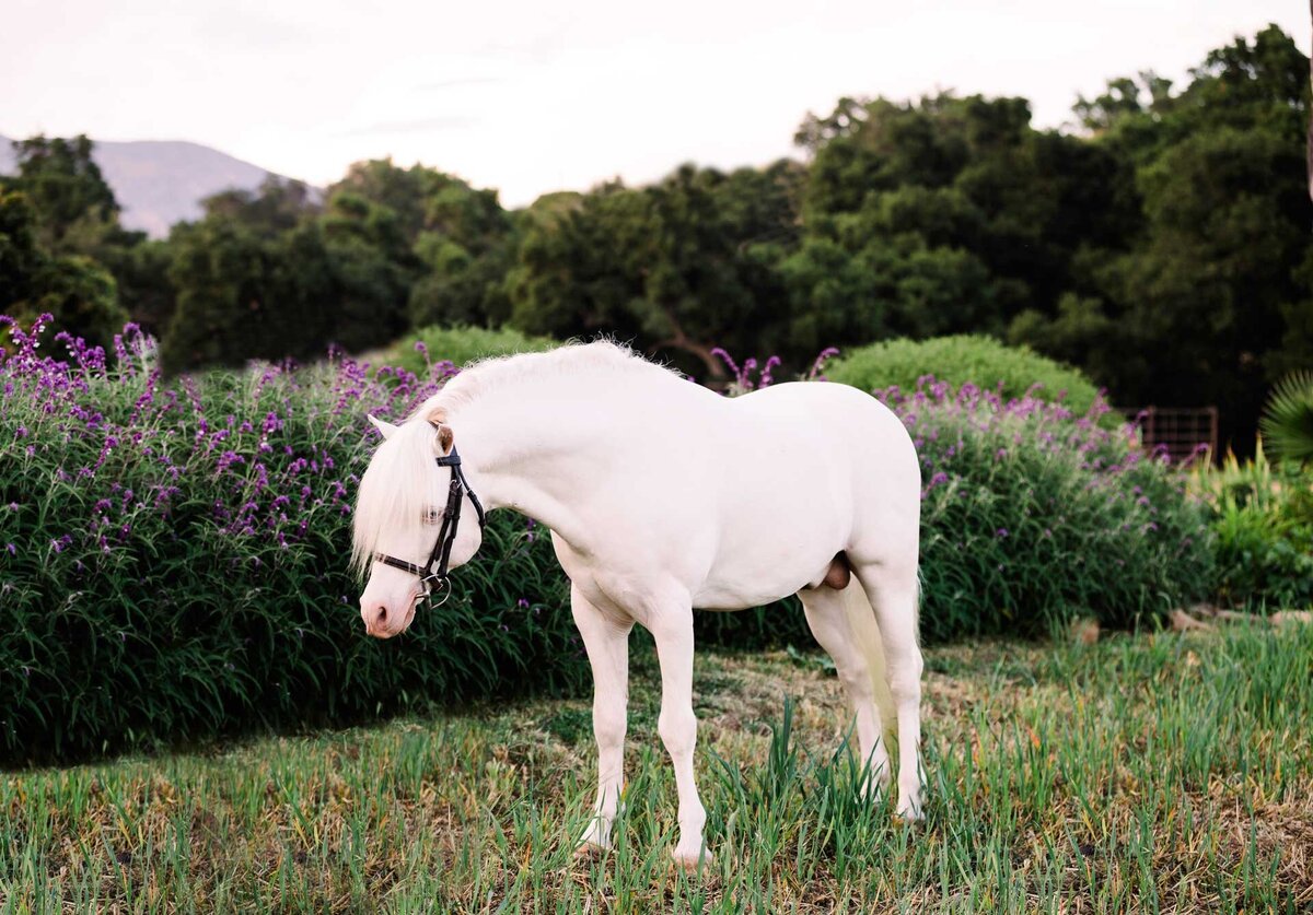 welsh-pony-stallion