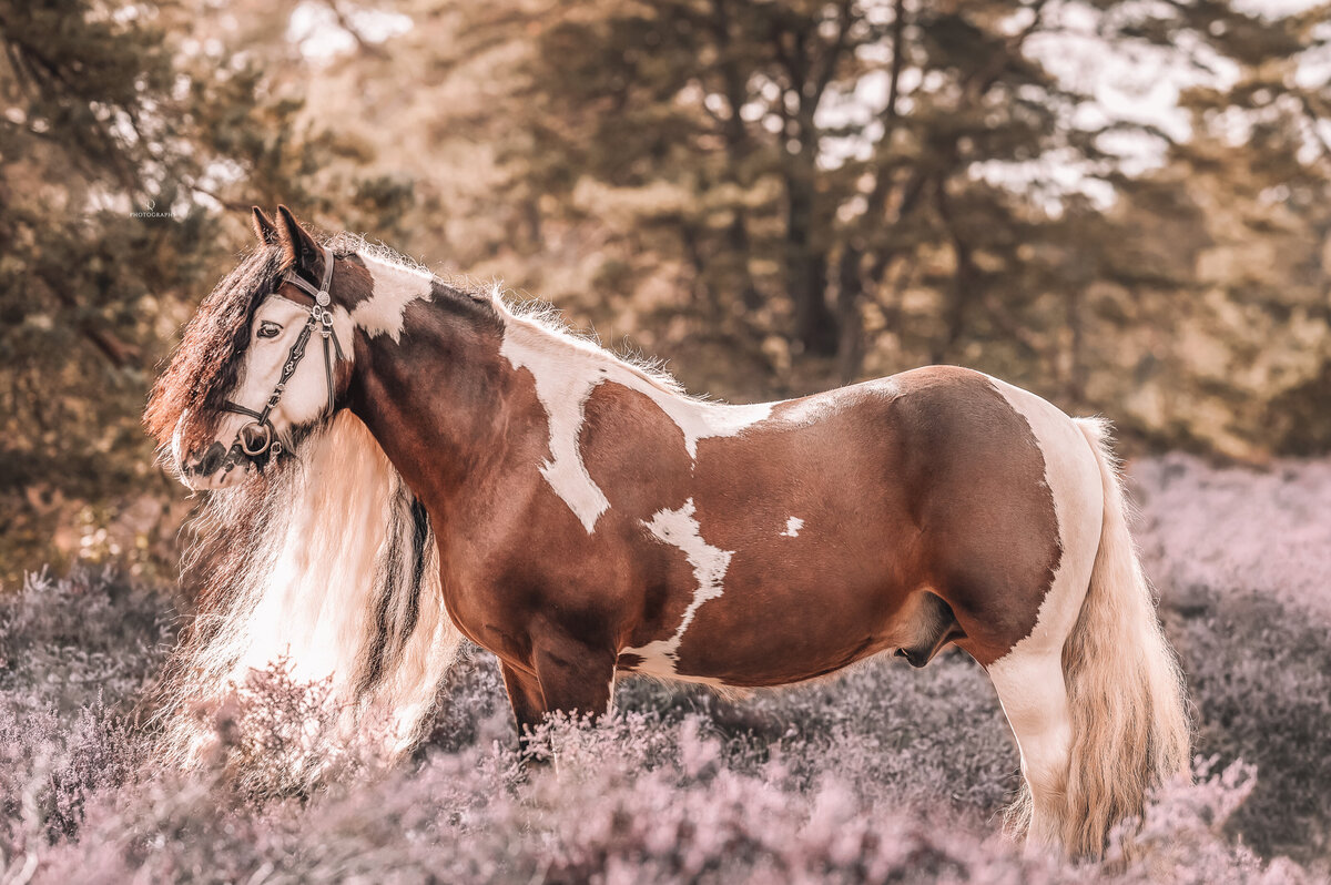 Outdoor paardenfotografie