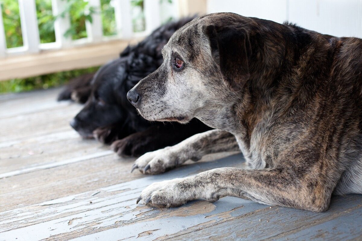 two dogs sit on a porch in nederland, colorado