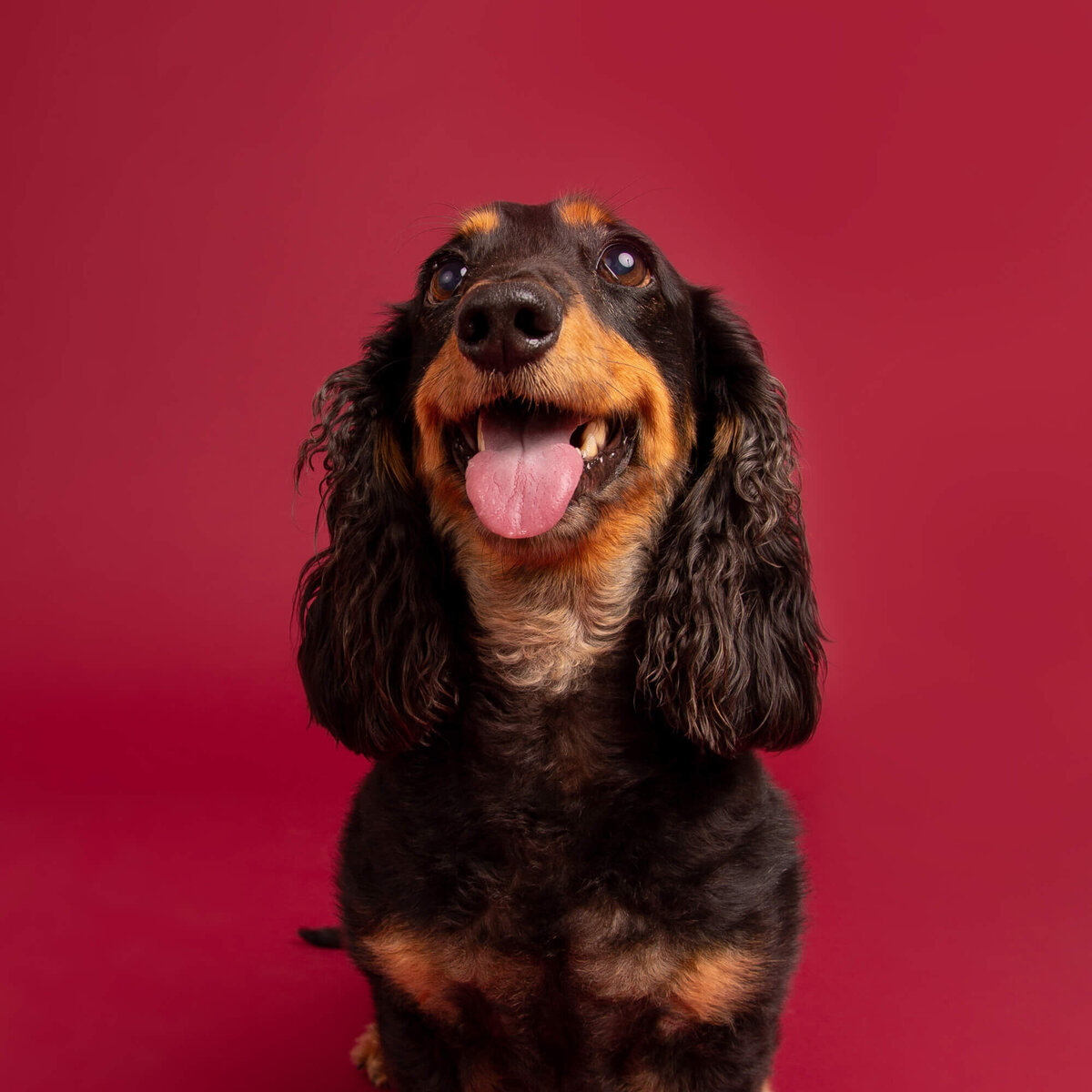 Dachshund on red backdrop