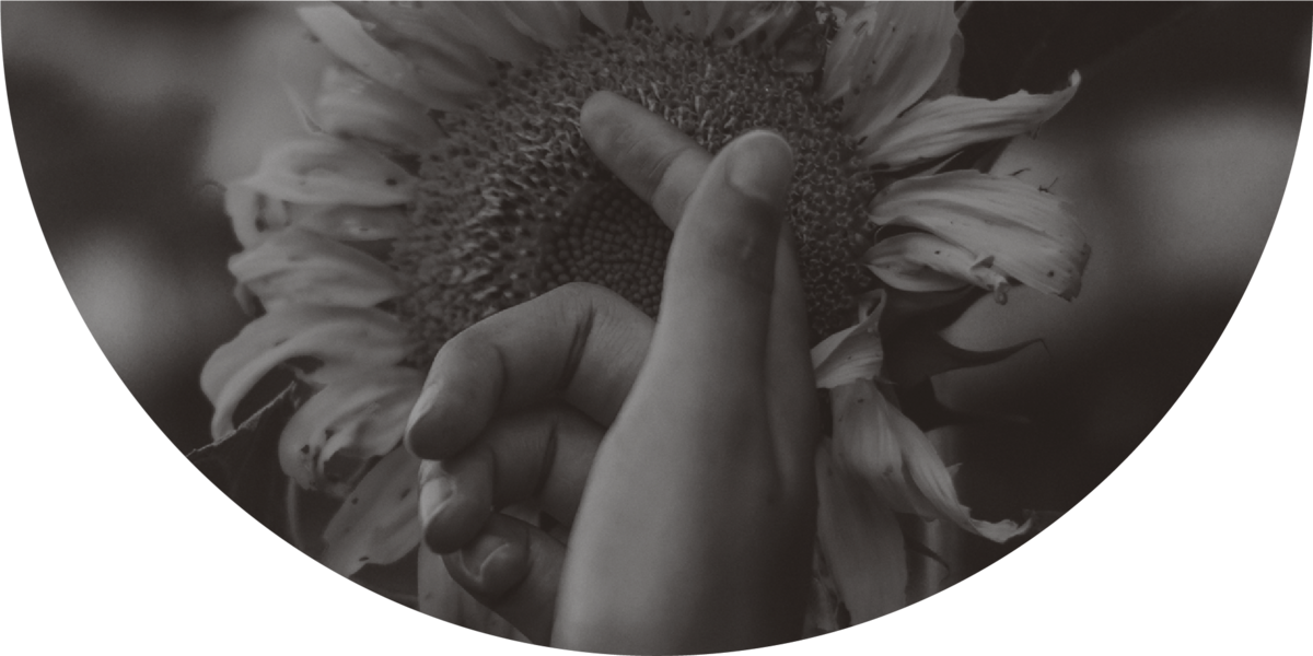 hand gently touching a sunflower
