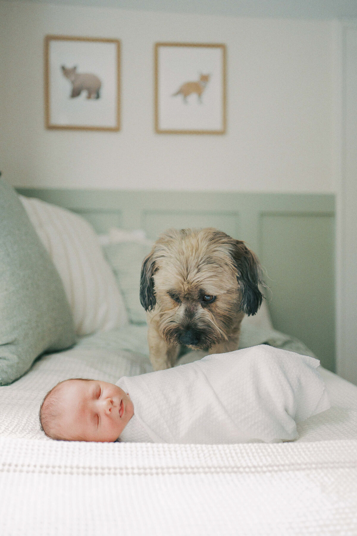 dog looking down at newborn baby