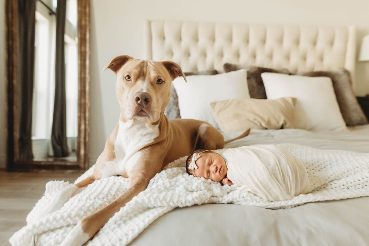 Big dog laying next to a newborn baby girl.