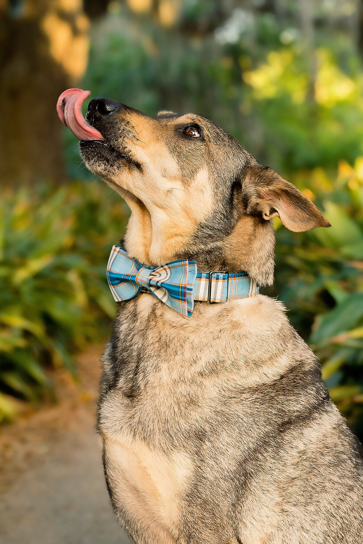 New Orleans Pet Photographer 32