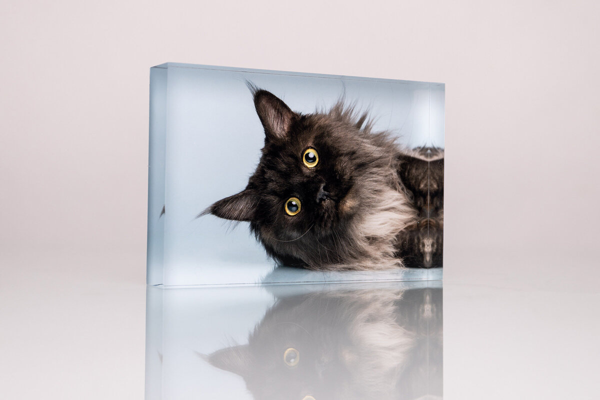 acrylic block of a cat