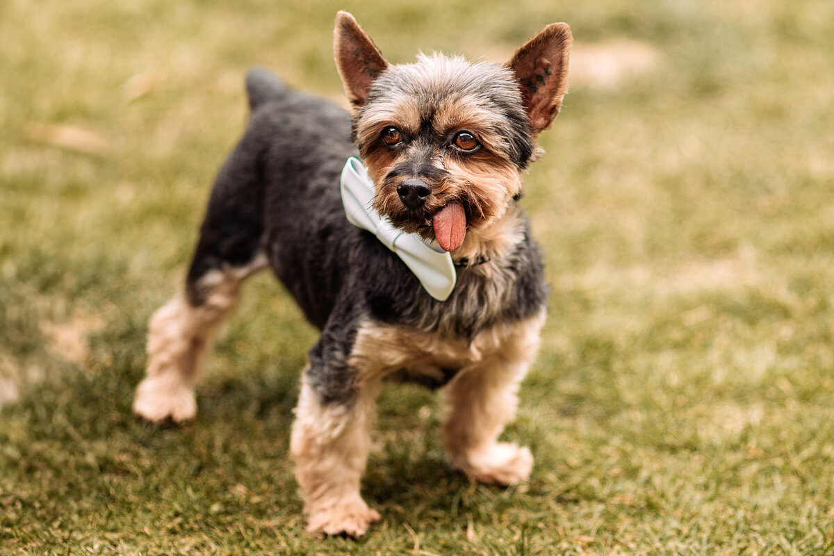 yorkie-in-wedding
