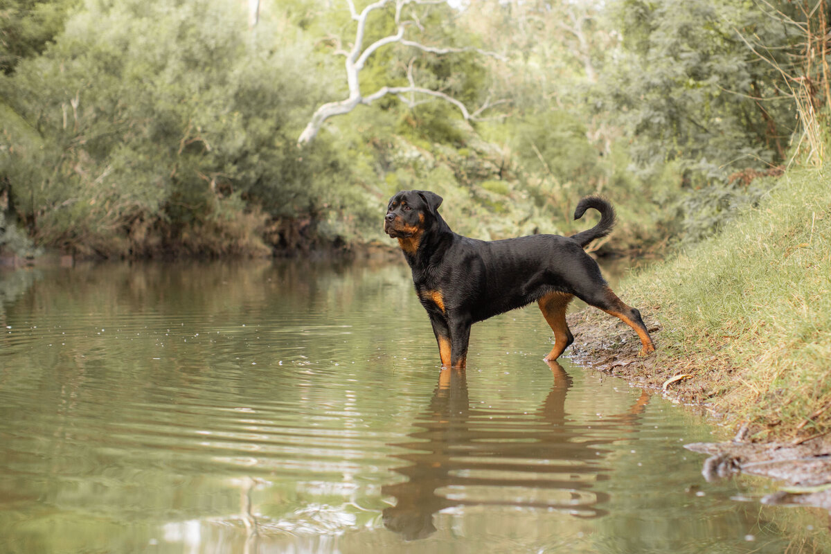 Keilor_dog walker-4